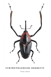 cyrtrotrachelus buquetti